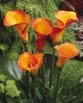 Calla  TREASURE